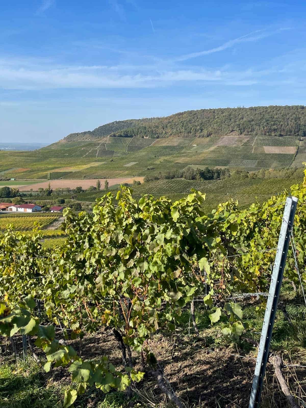 Weingut Hans Wirsching Vineyards - Franken Germany
